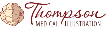Thompson Medical Illustration