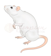 lab rat