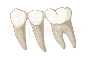 teeth icon