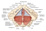 pelvic floor