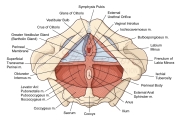 pelvic floor