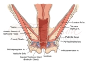 coronal anatomy