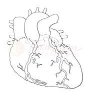 coronary arteries