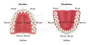 adult teeth chart