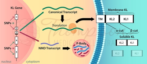 transcription