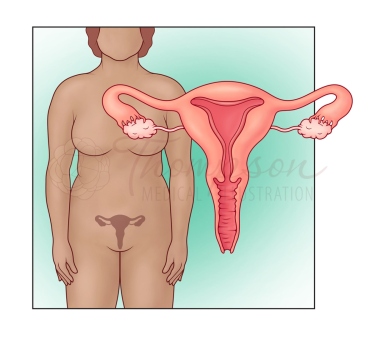 uterus location