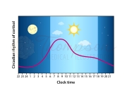 circadian rhythm graph