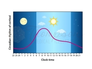 circadian rhythm graph