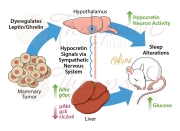 circadian rhythm