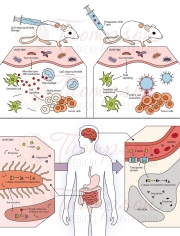 gut bacteria