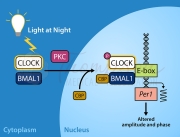 light at night and pkc