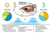 melatonin