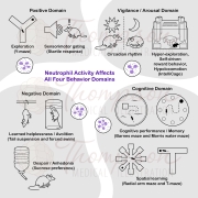 neutrophils and behavior