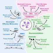 neutrophil effects